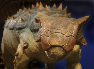 Ankylosaurus © The Natural History Museum London